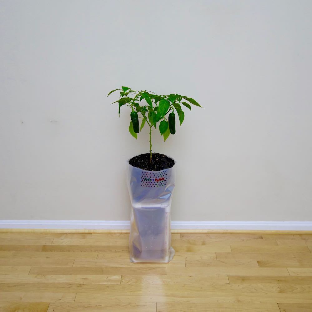 image of a Frts and Vgtbls self-watering planter with jalapeno peppers